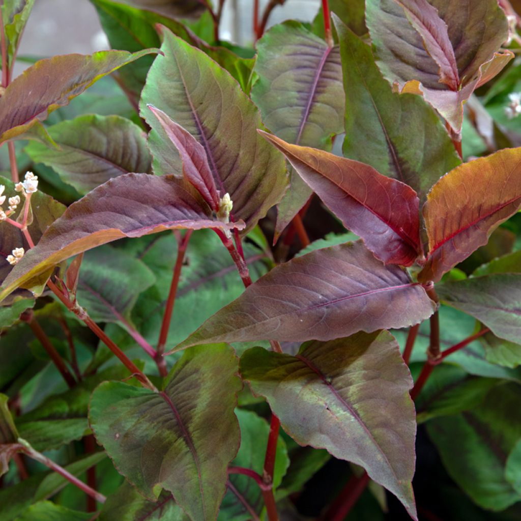 Kleinköpfiger Knöterich Red Dragon - Persicaria microcephala