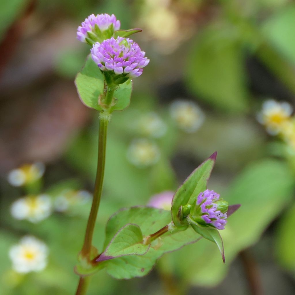 Knöterich - Persicaria runcinata