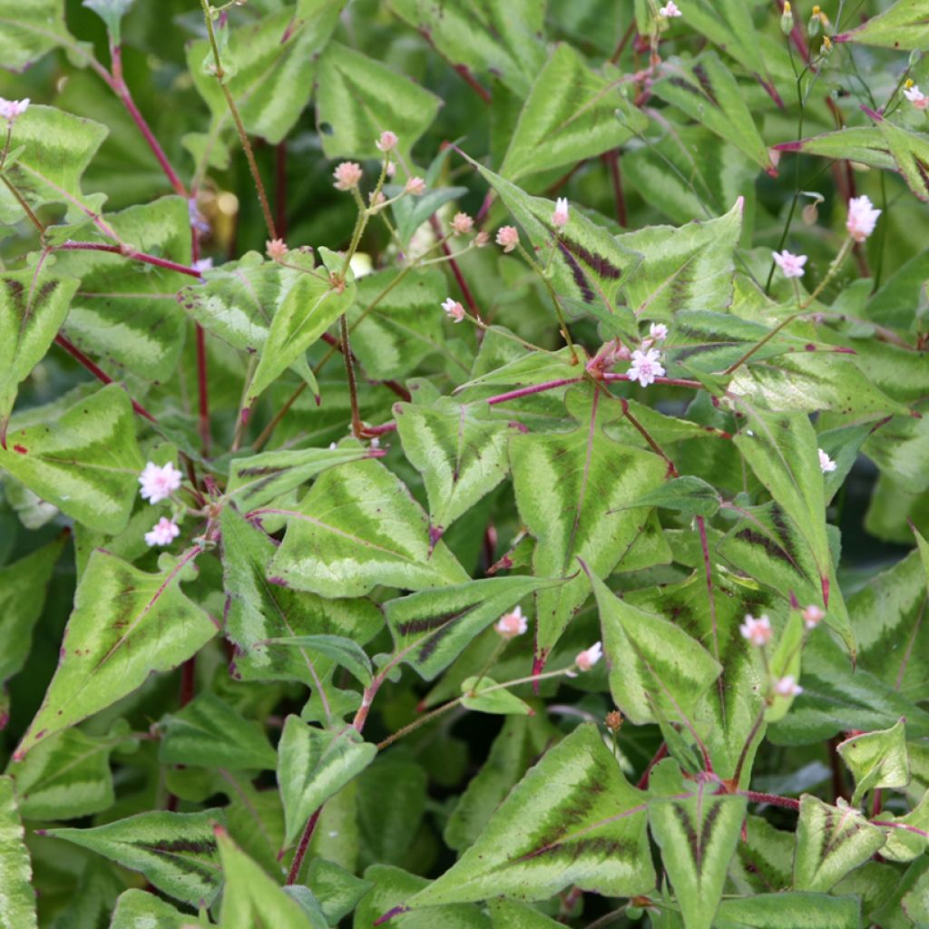 Knöterich Purple Fantasy - Persicaria runcinata