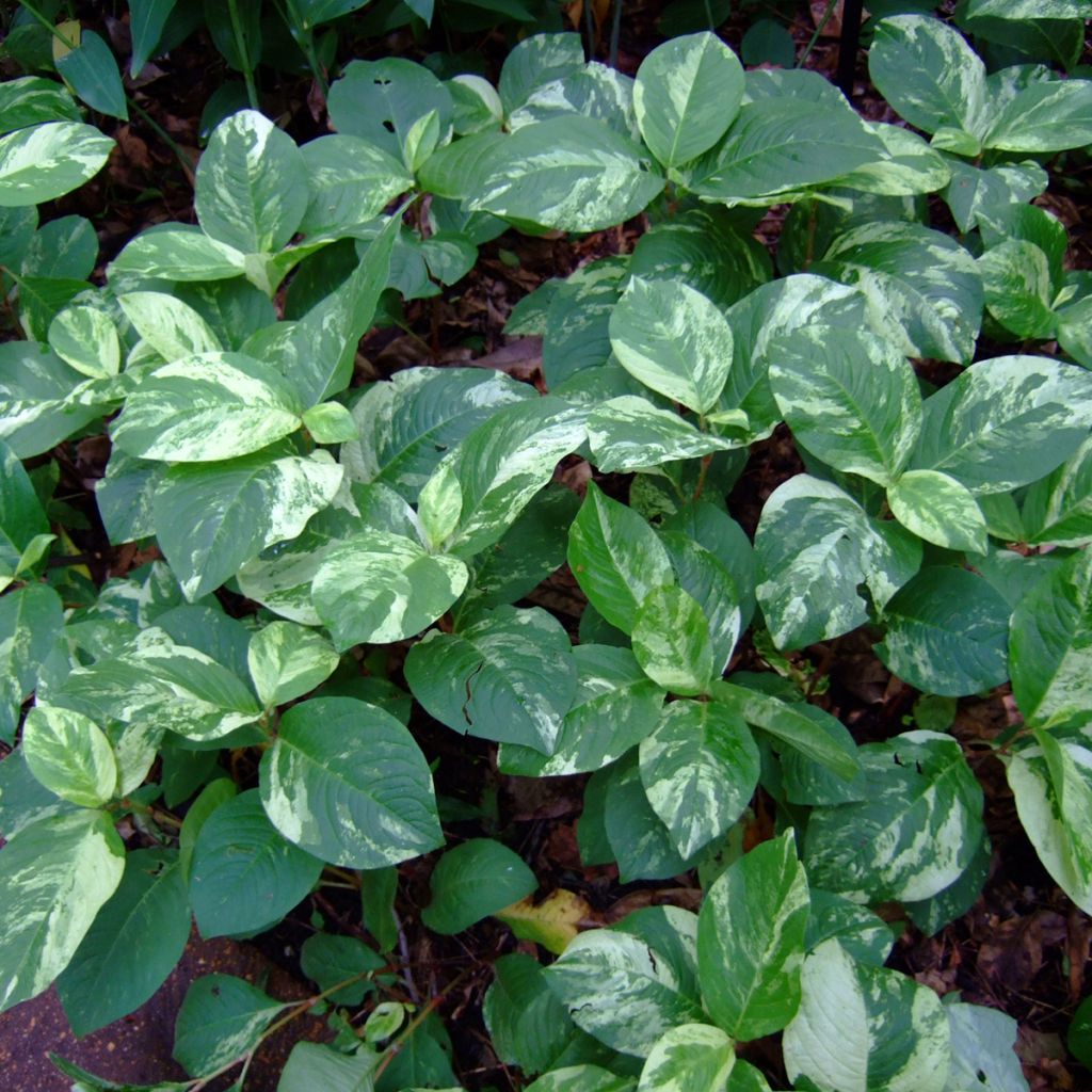 Knöterich Variegata - Persicaria virginiana