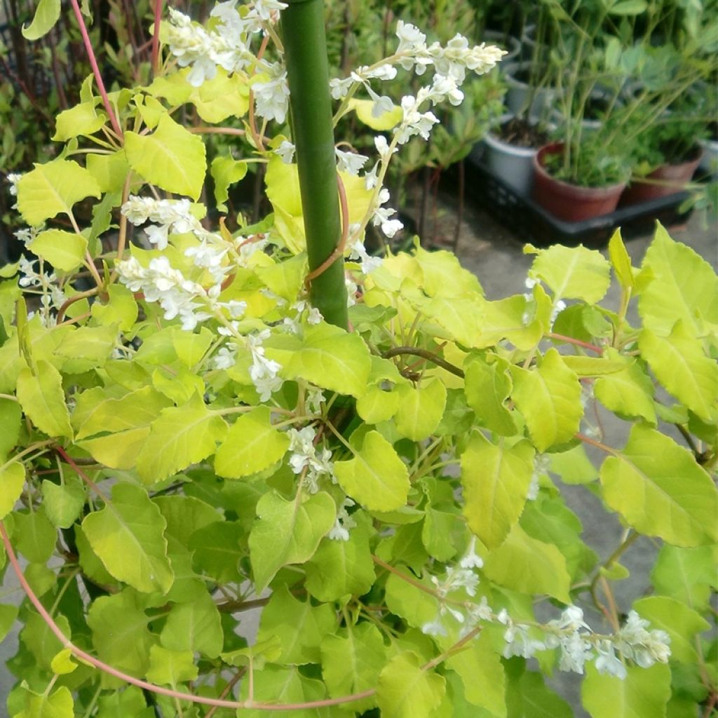 Polygonum aubertii Summer Sunshine Acofal - Schling-Knöterich