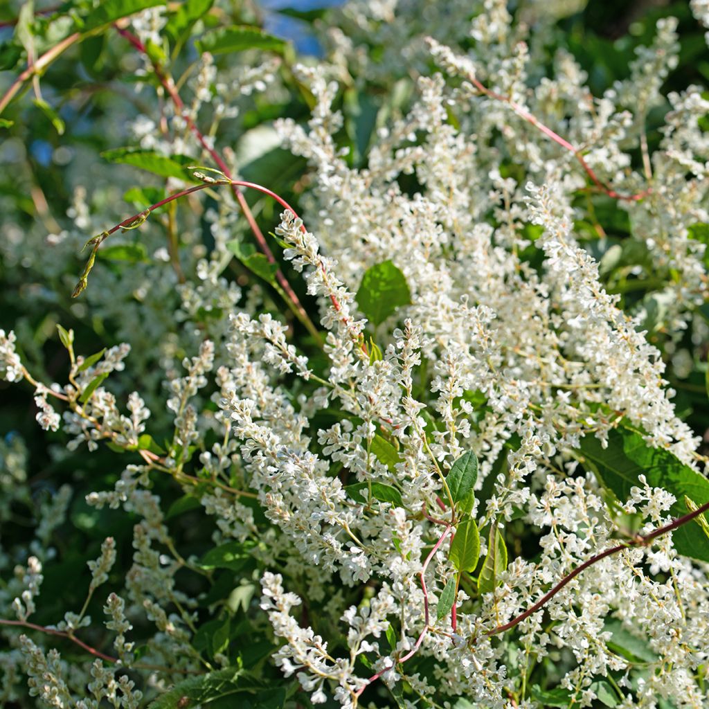 Fallopia aubertii - Schling-Knöterich