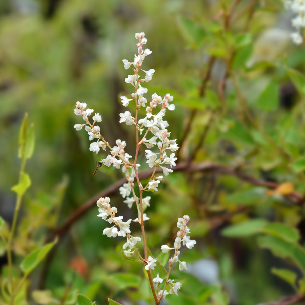 Fallopia aubertii - Schling-Knöterich