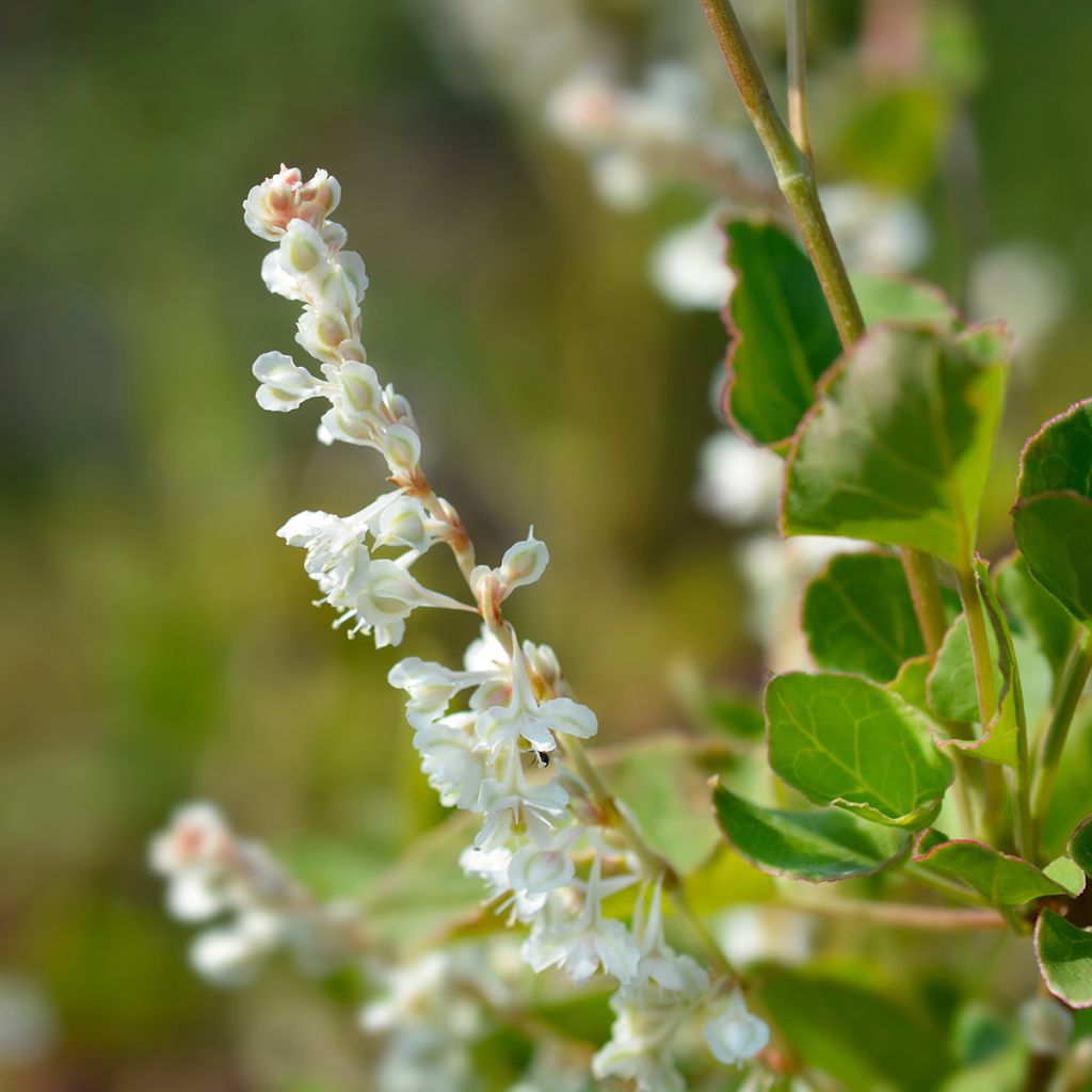 Fallopia aubertii - Schling-Knöterich