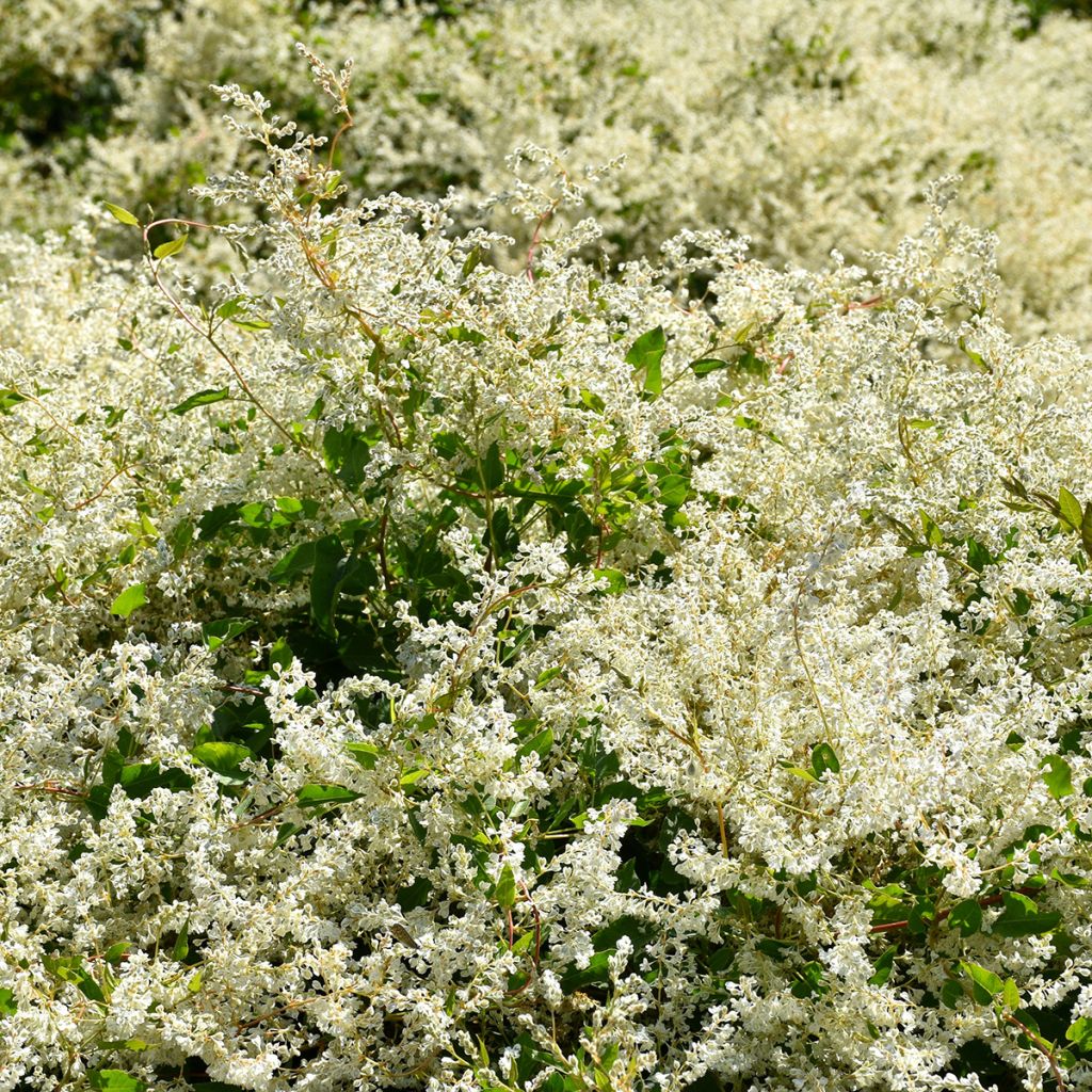 Fallopia aubertii - Schling-Knöterich