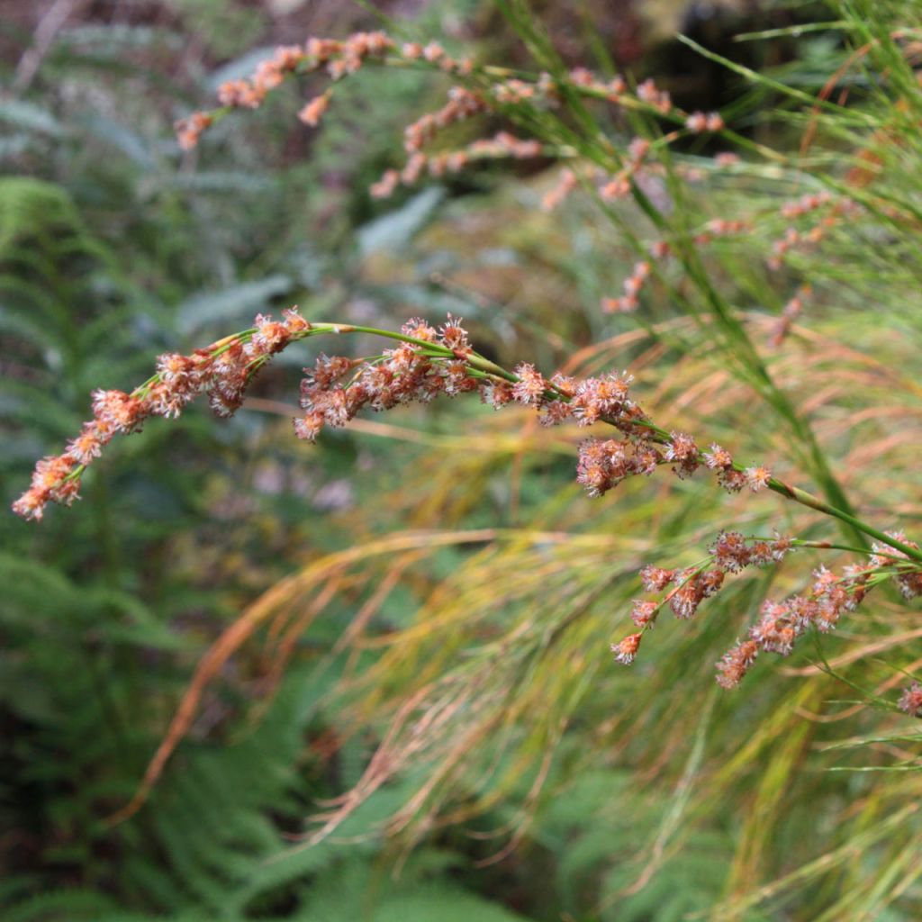 Restio tetraphyllus - Baloskion tetraphyllum