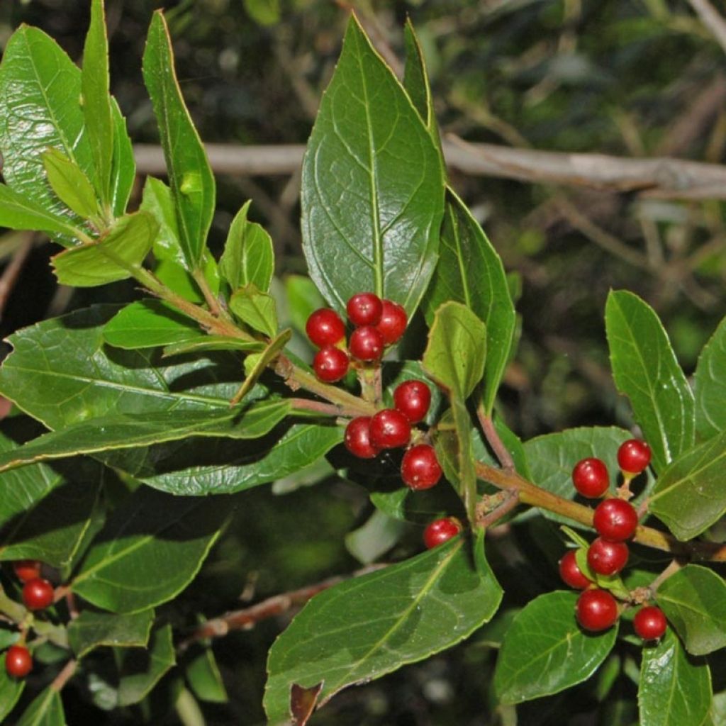 Rhamnus alaternus - Alaterne