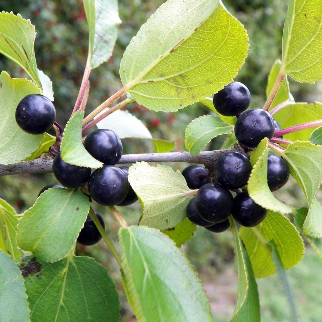 Rhamnus catharticus - Purgier-Kreuzdorn / Wegedorn