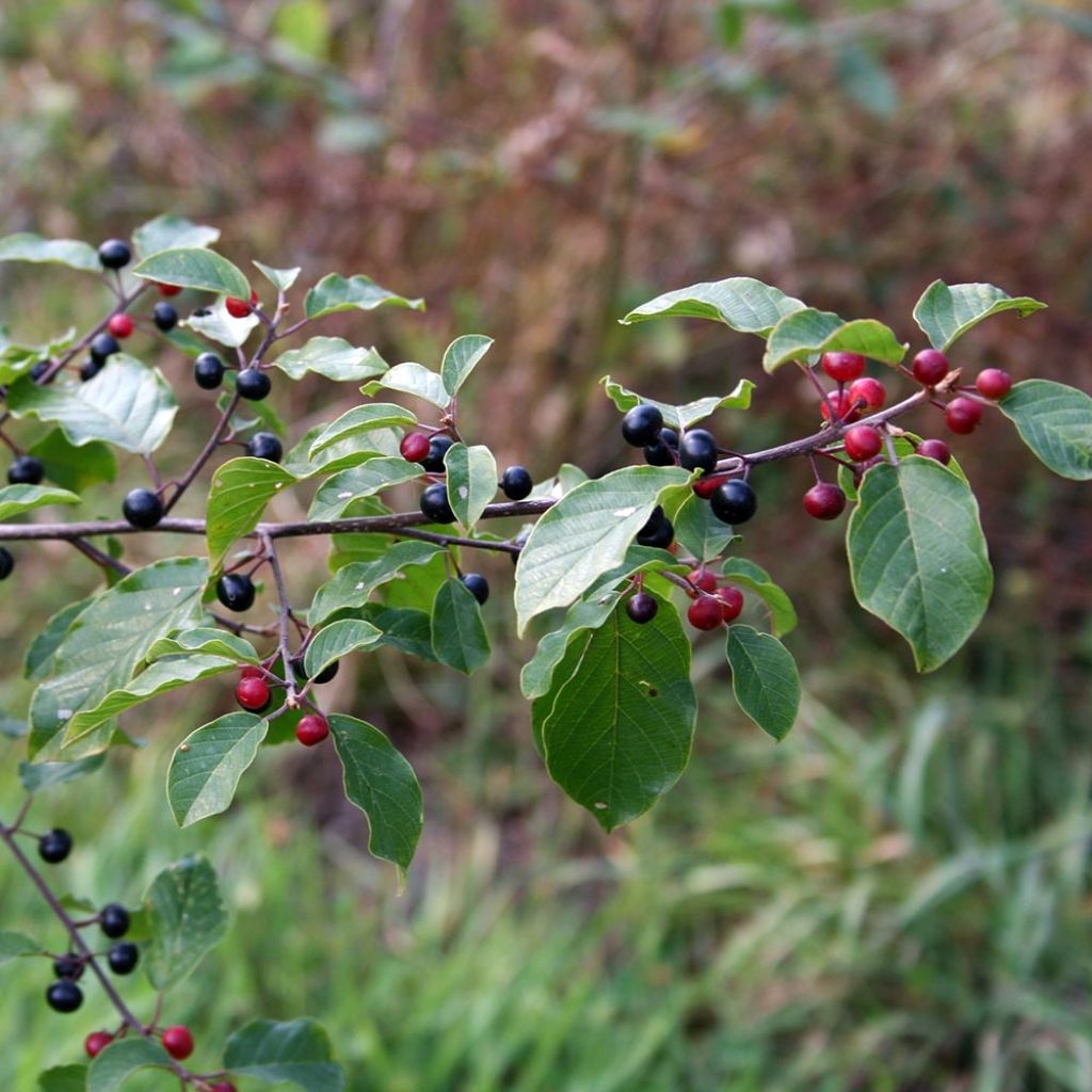 Rhamnus frangula - Faulbaum