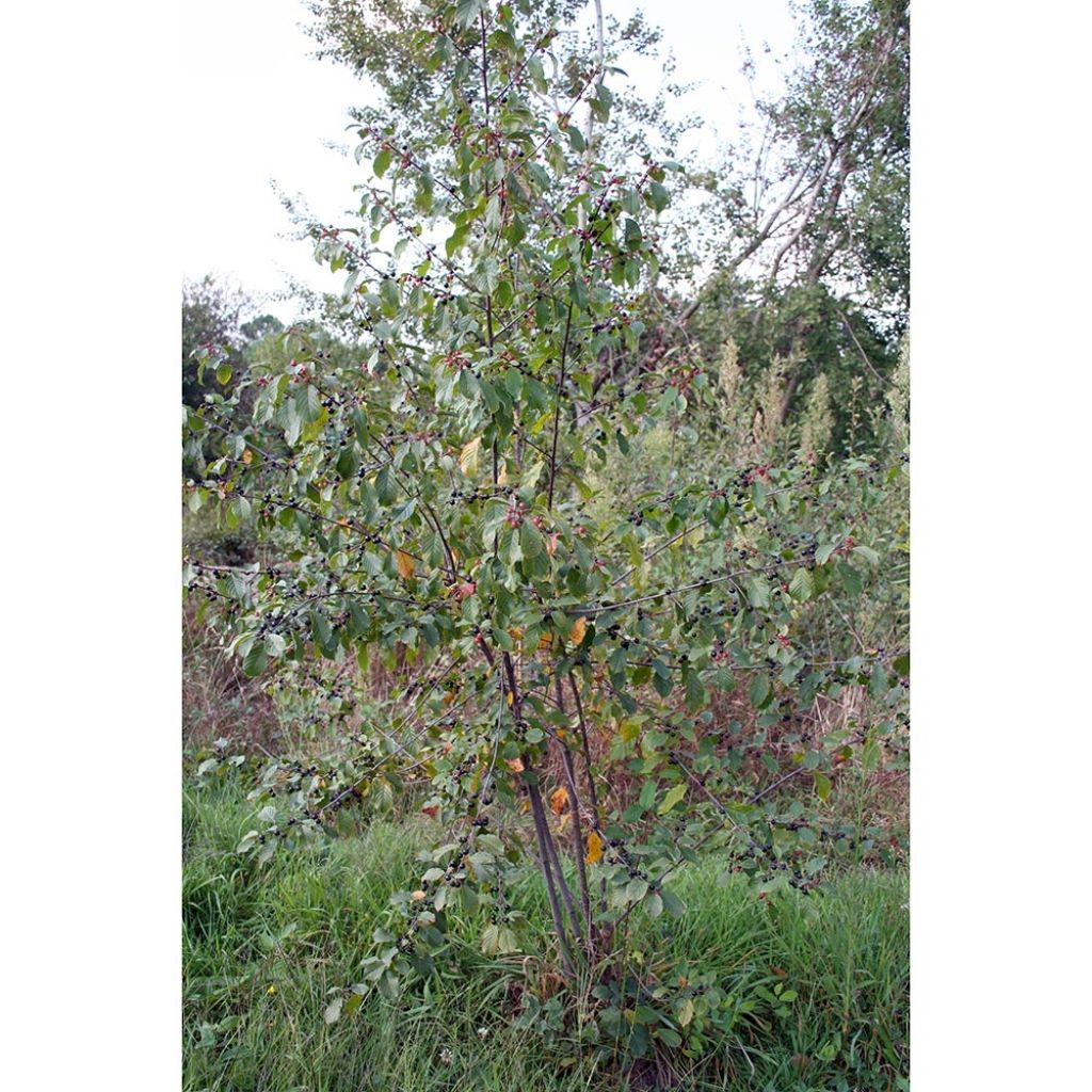 Rhamnus frangula - Bourdaine