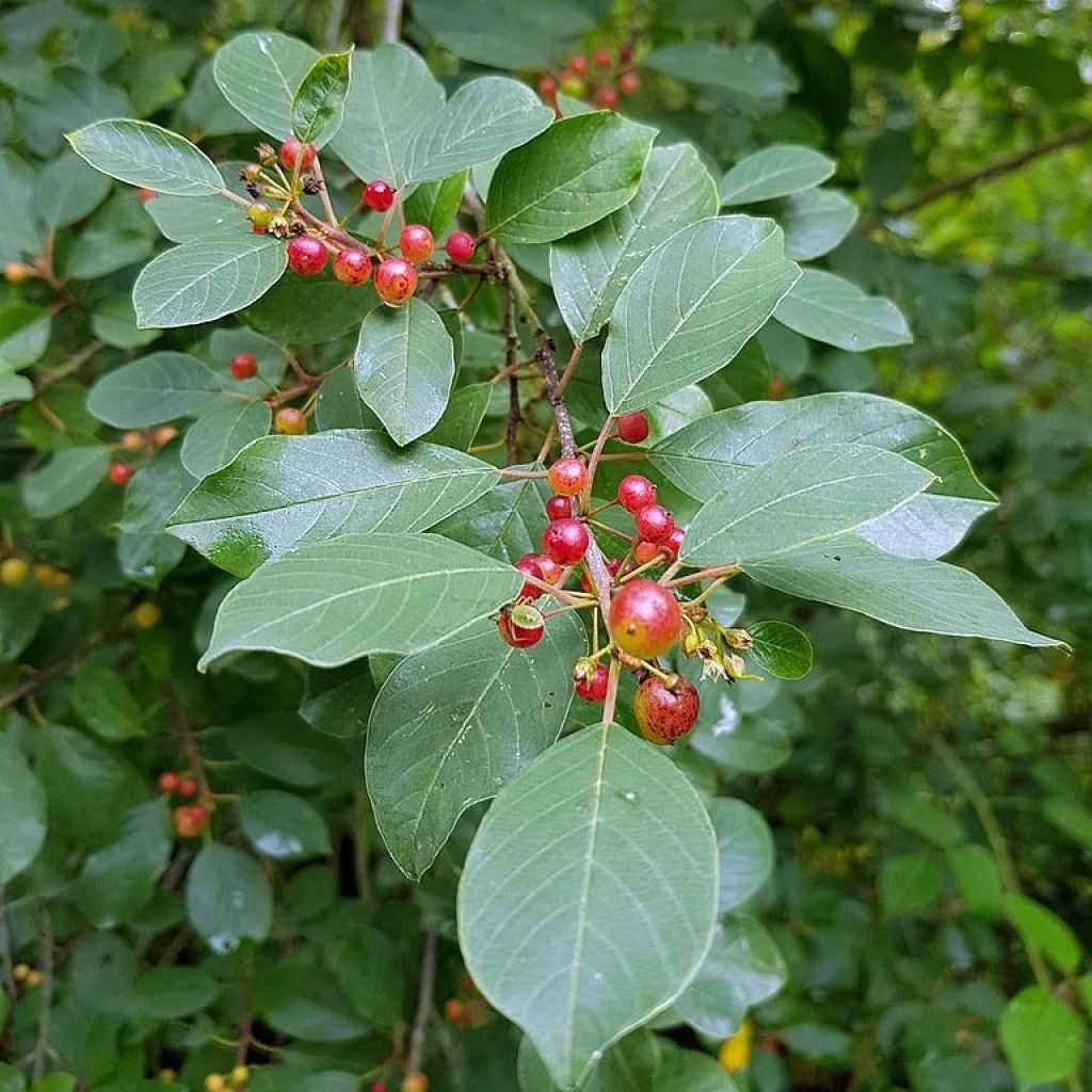 Rhamnus frangula - Bourdaine