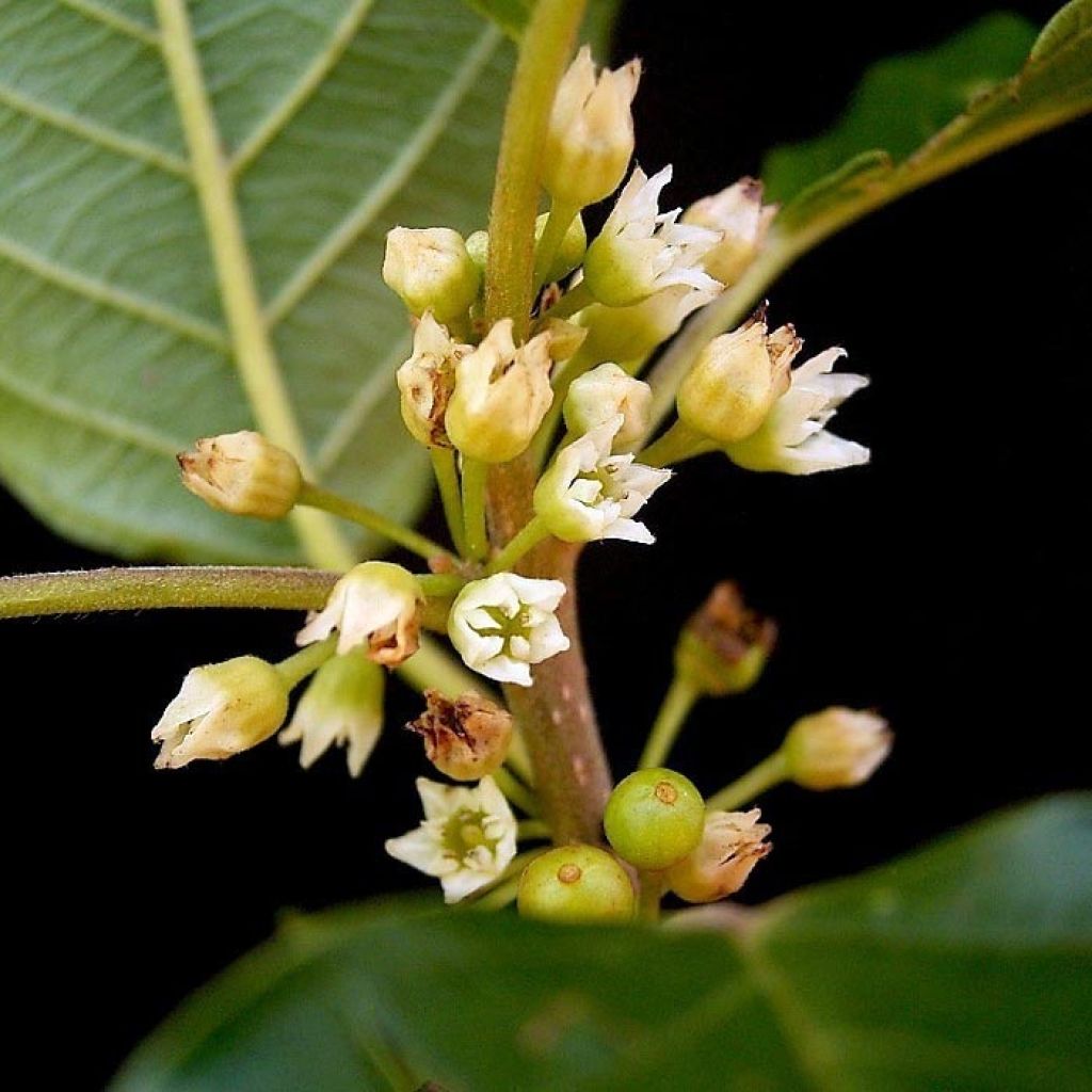 Rhamnus frangula - Bourdaine