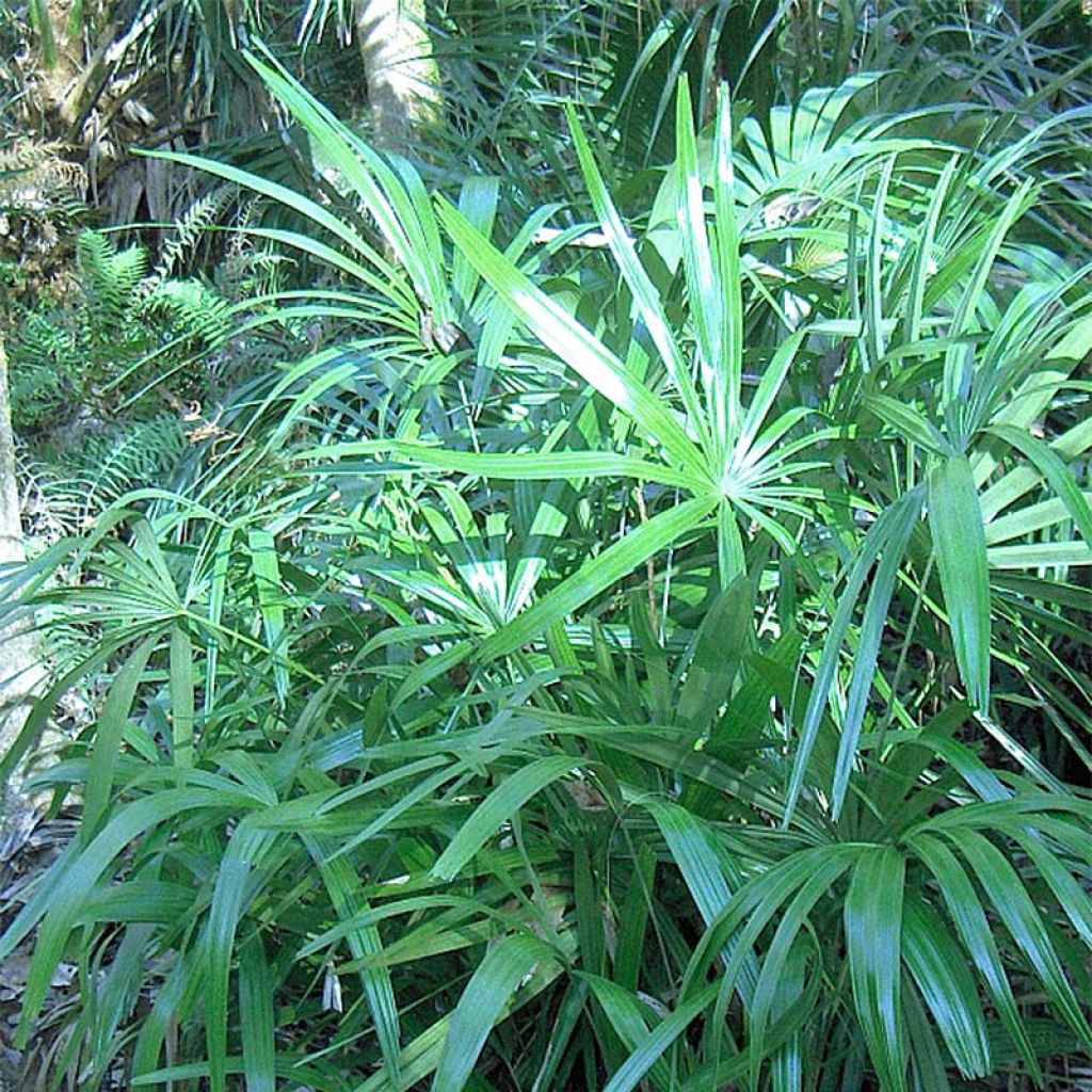 Rhapidophyllum hystrix