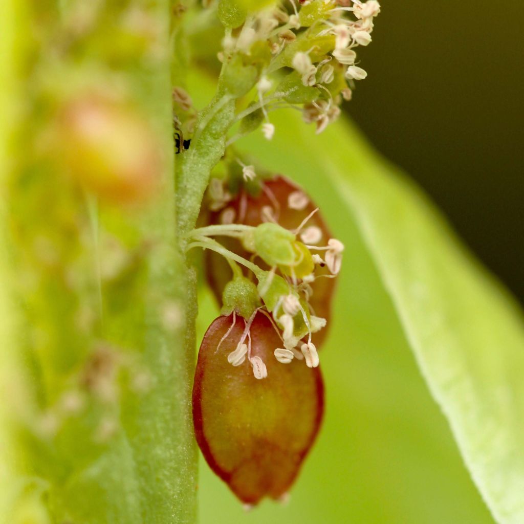 Rheum alexandrae - Alexandra-Rhabarber