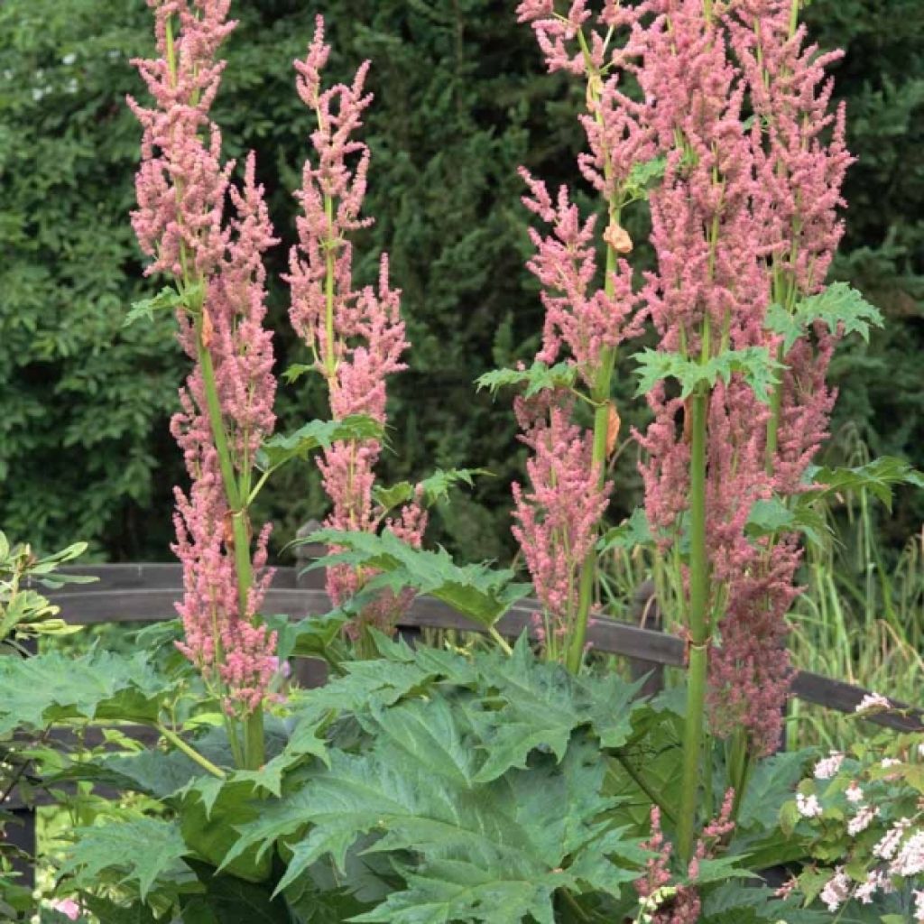 Rheum palmatum var. tanguticum - Handlappiger Rhabarber