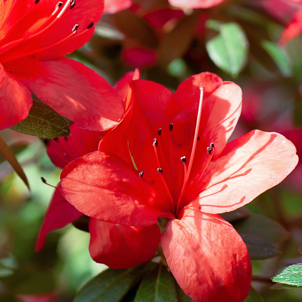 Japanische Azalee Ardeur - Azalea