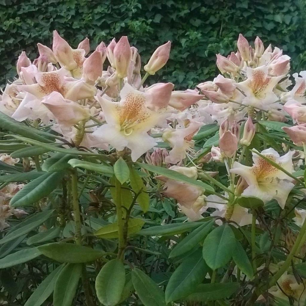 Rhododendron yakushimanum Bernstein