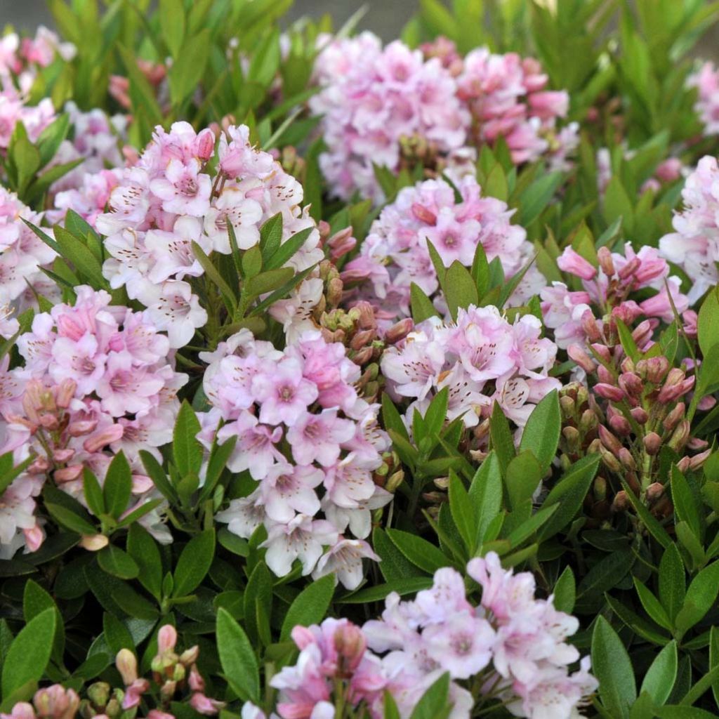 Rhododendron Bloombux