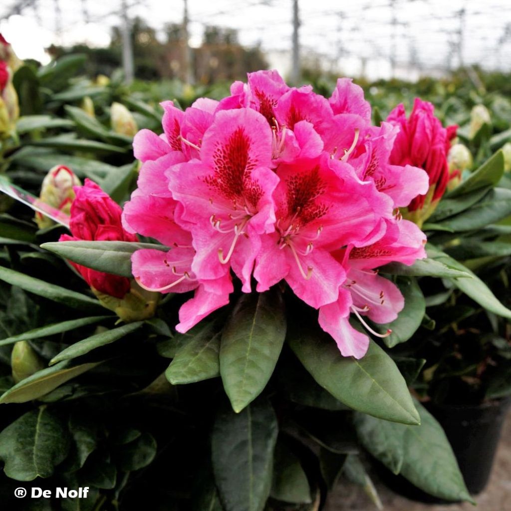 Rhododendron hybride Cosmopolitan