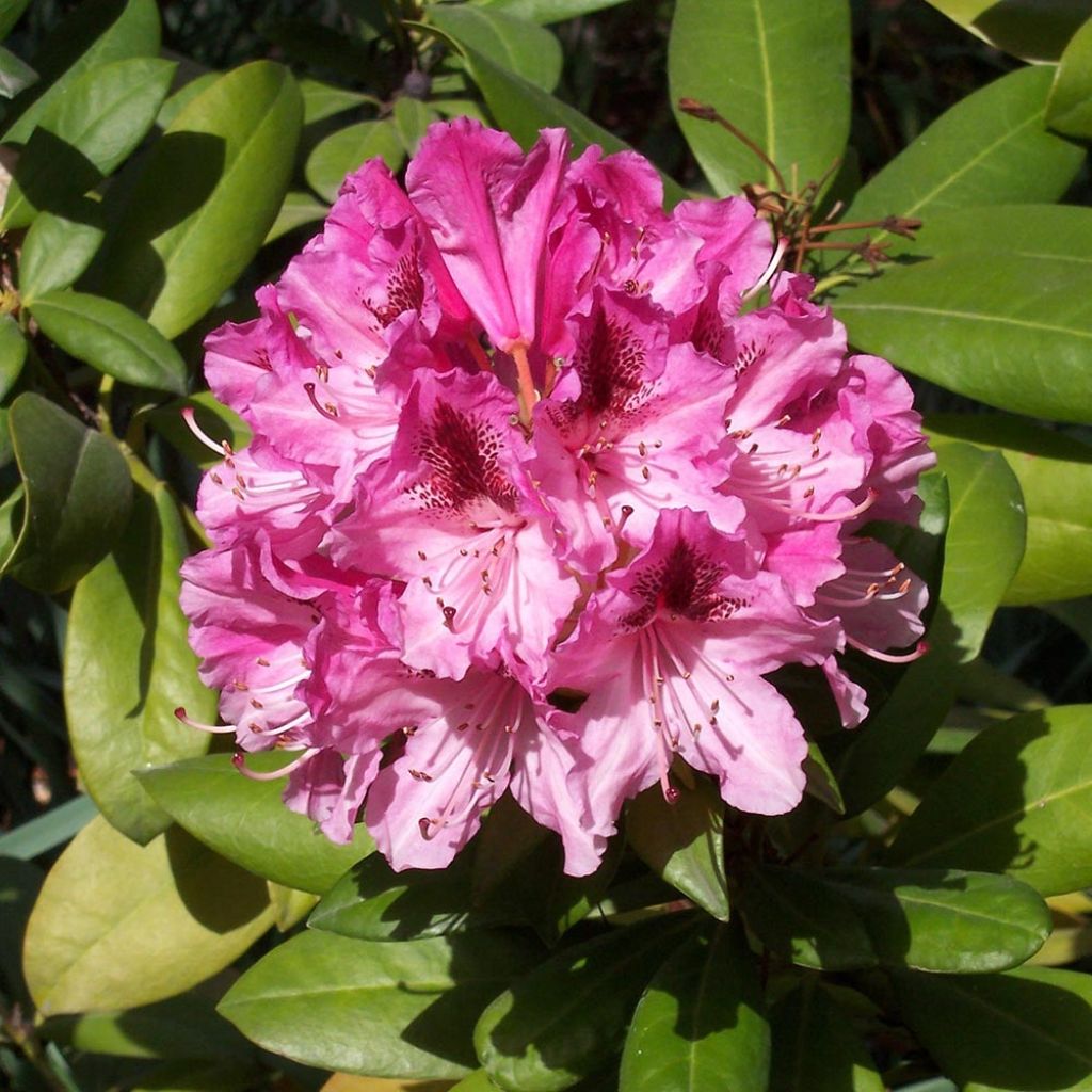 Rhododendron hybride Cosmopolitan