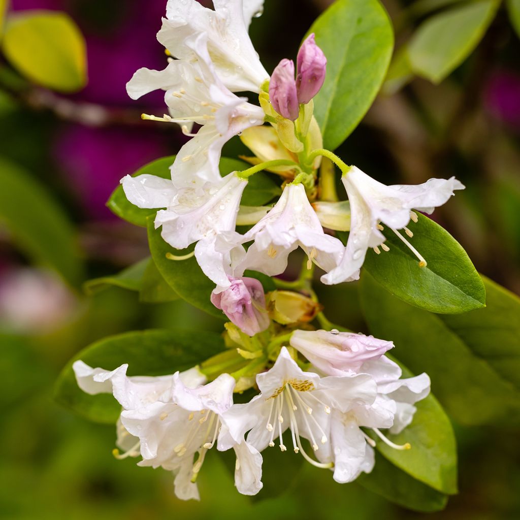 Rhododendron Cunningham's White