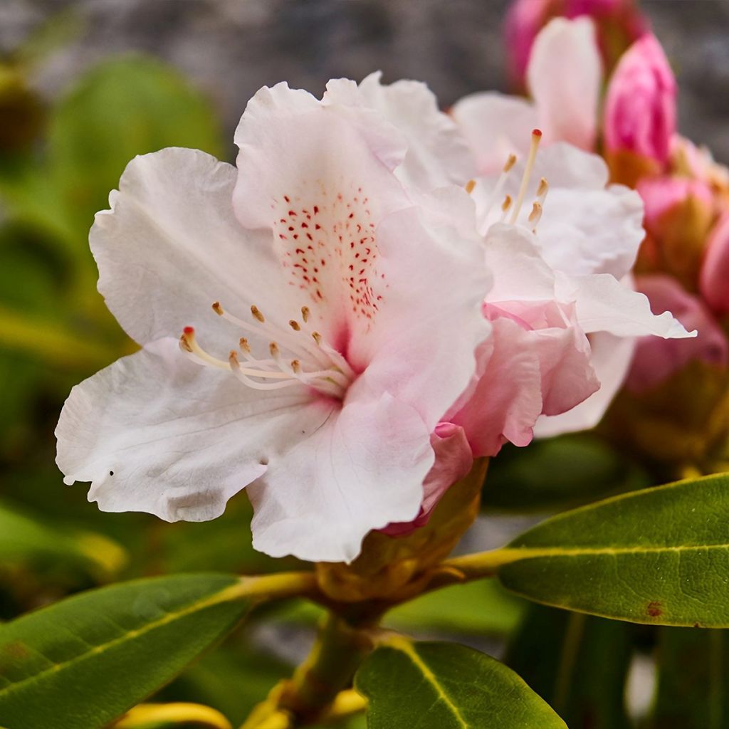 Rhododendron Cunningham's White