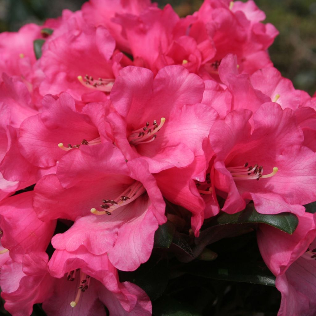 Rhododendron INKARHO® Debbie Dane - Yaku rhododendron