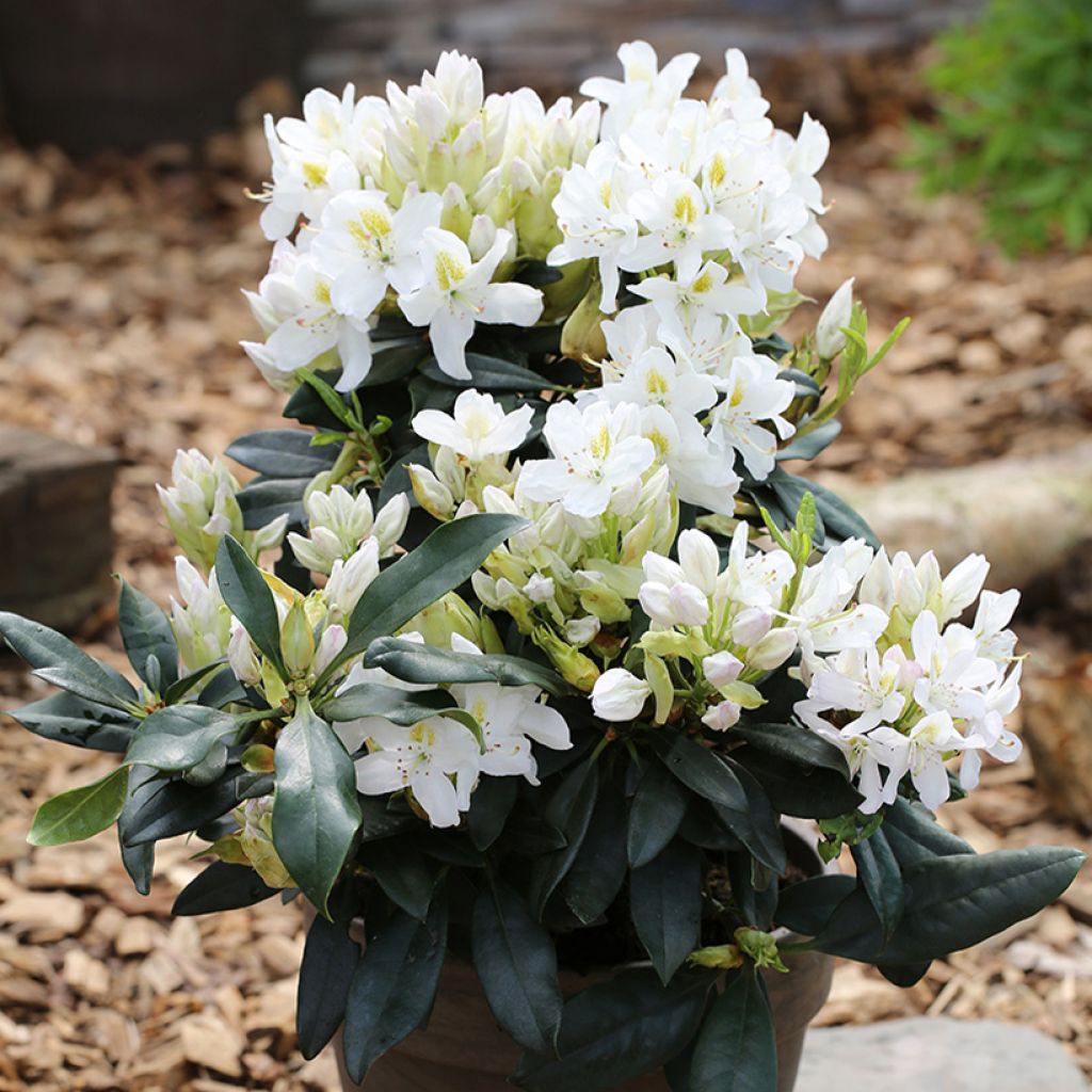 Rhododendron Easydendron INKARHO Madame Masson