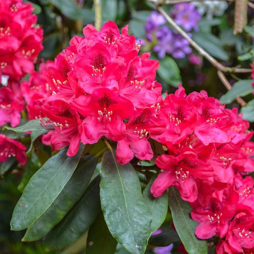 Rhododendron Elisabeth