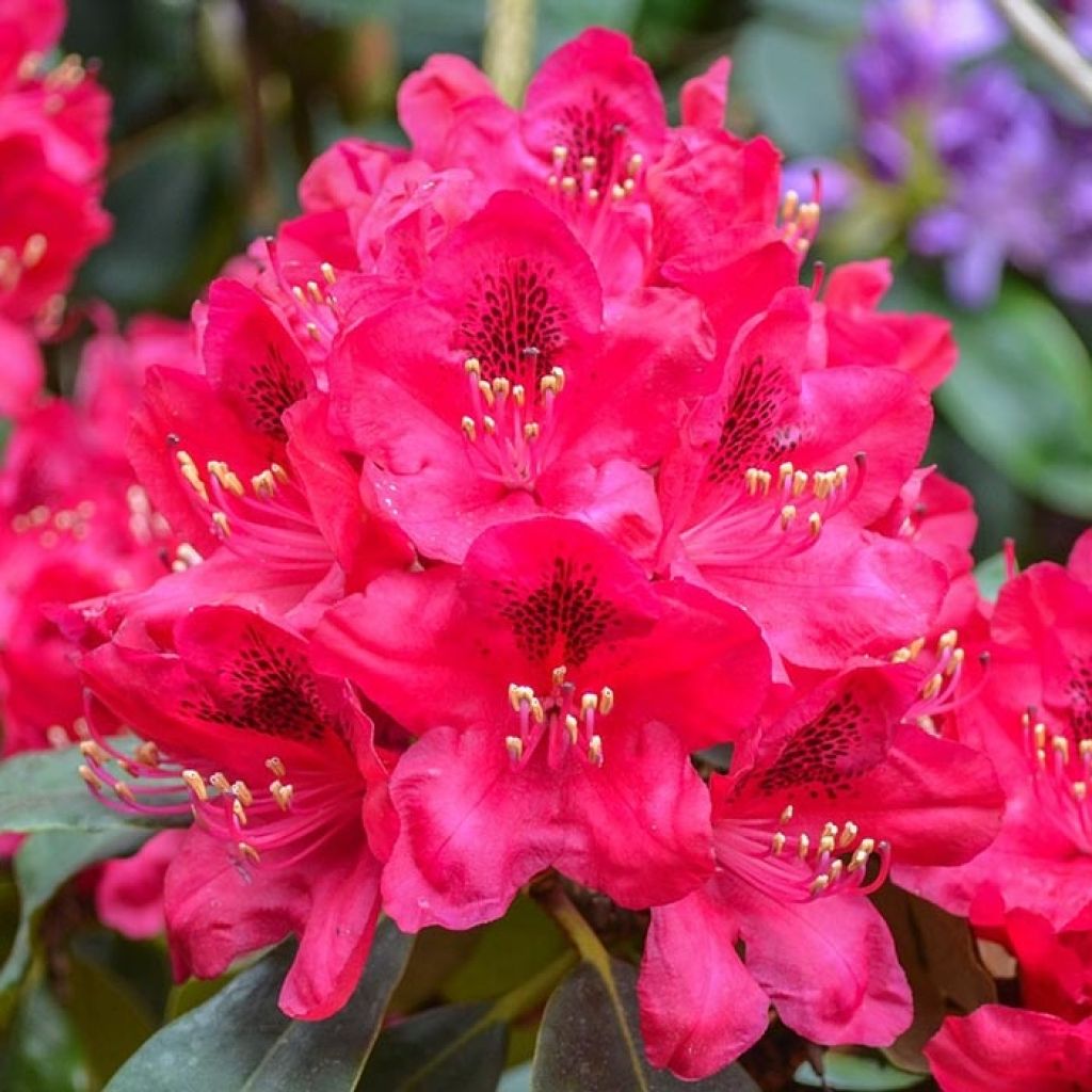 Rhododendron Elisabeth - Rhododendron nain