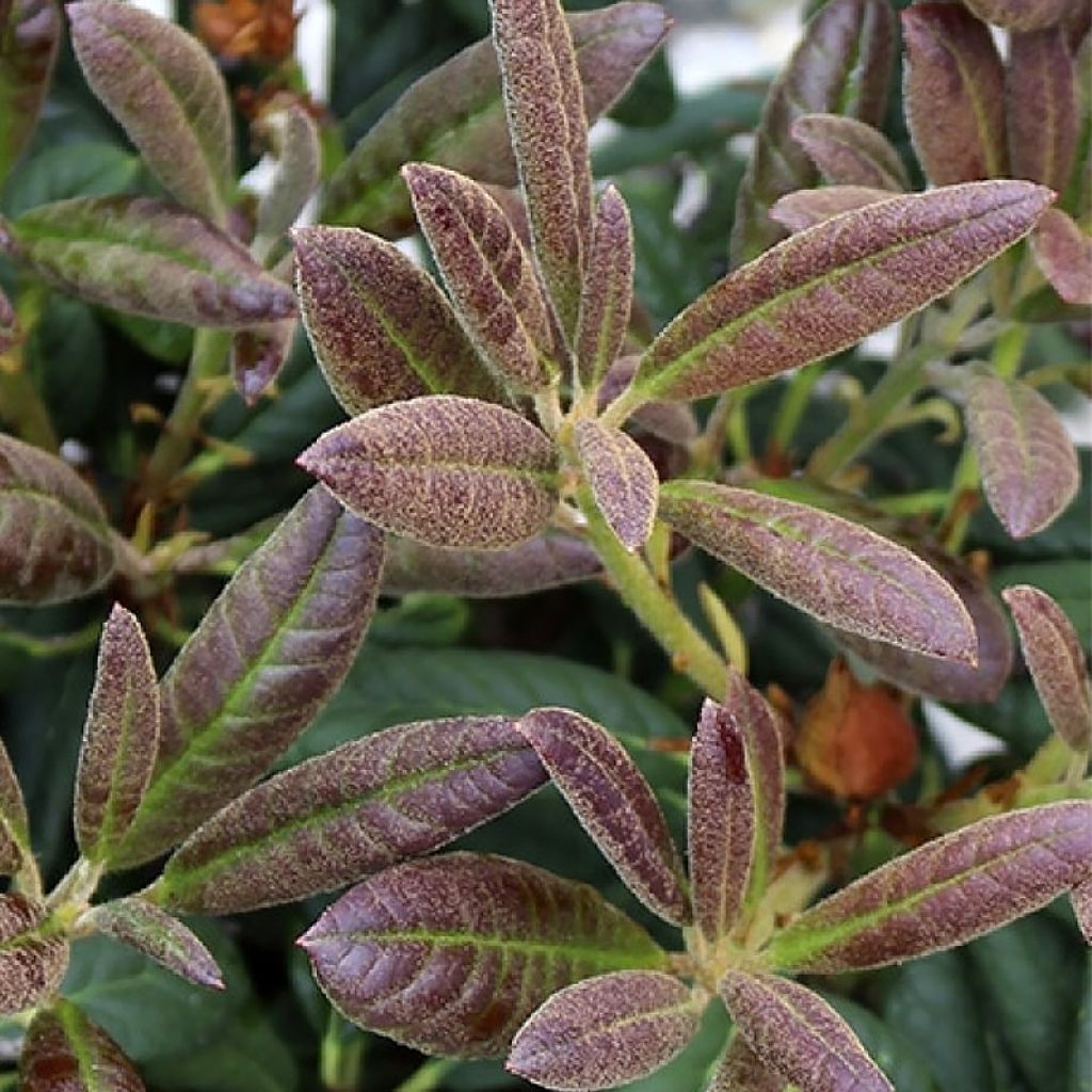 Rhododendron Elizabeth Red Foliage