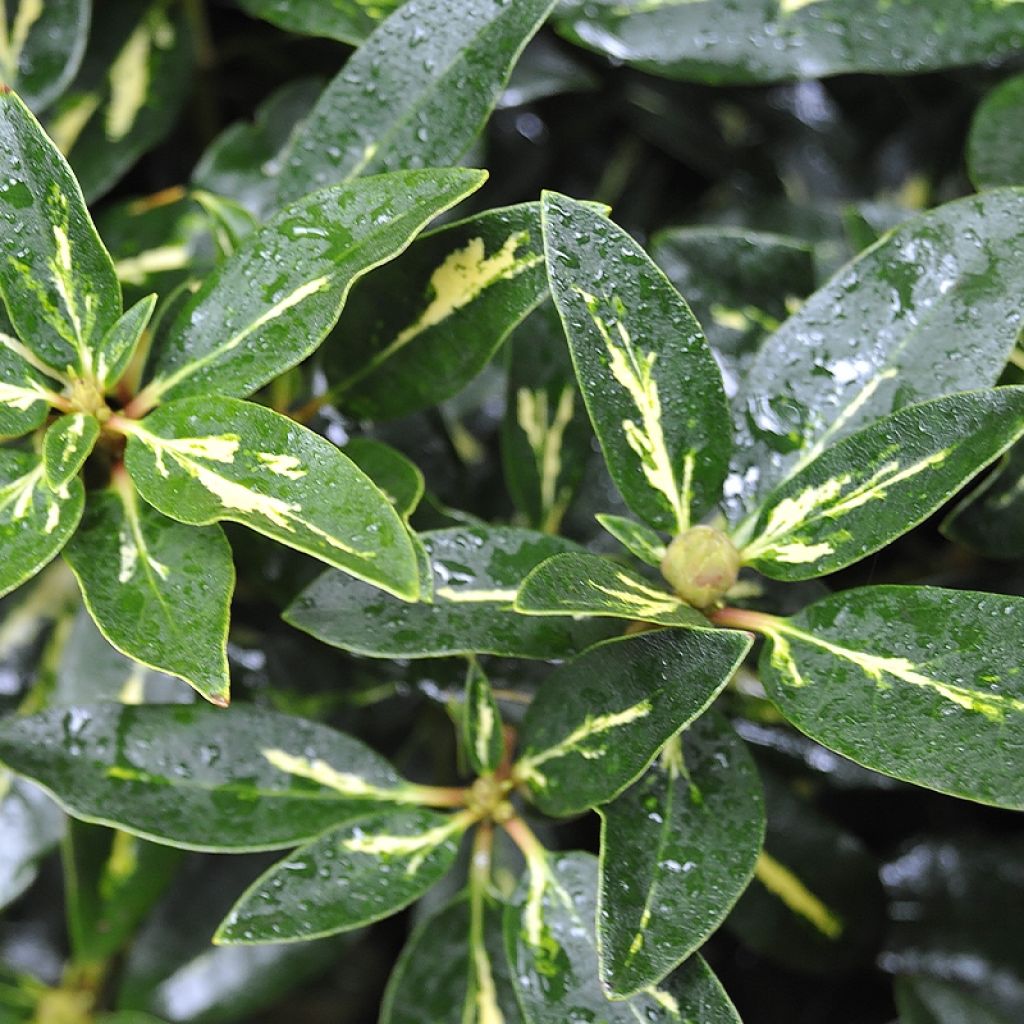 Rhododendron Goldflimmer