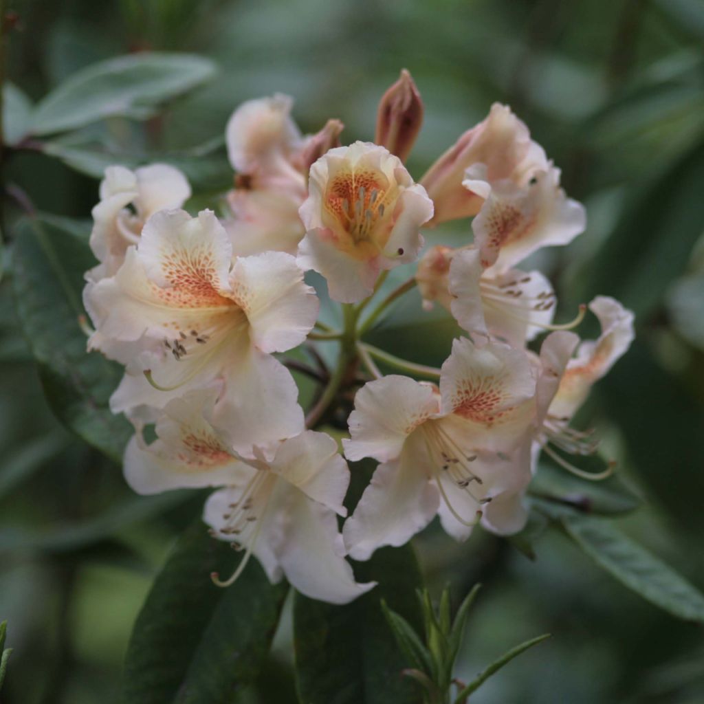 Rhododendron Inkarho Bernstein