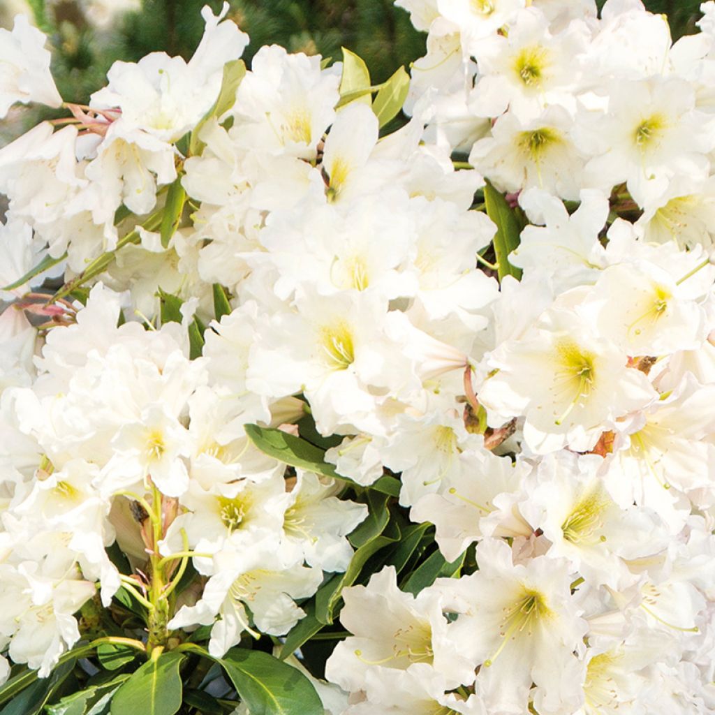 Rhododendron INKARHO® Weiße Dufthecke