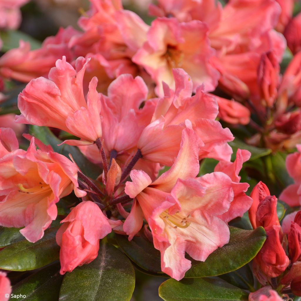 Rhododendron Lady Lasa