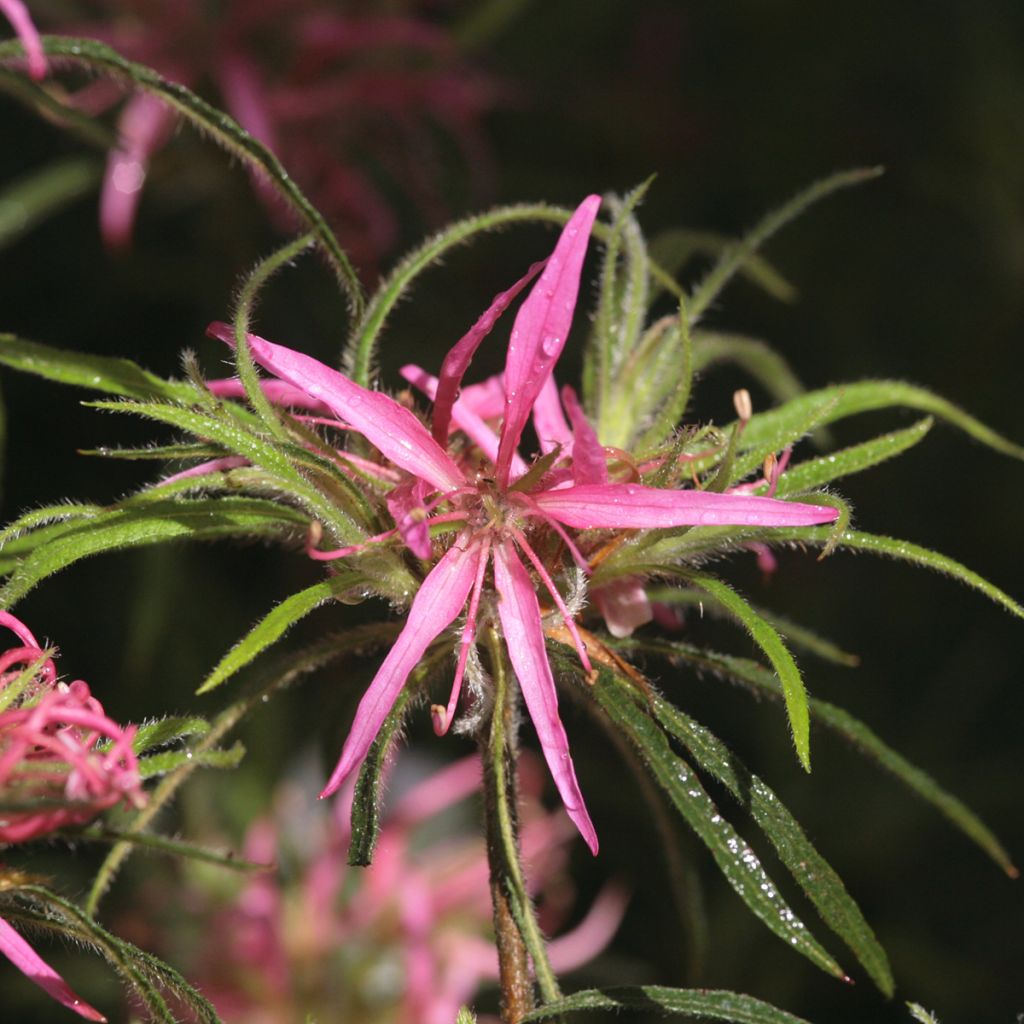 Rhododendron Linearifolium - Rhododendron nain