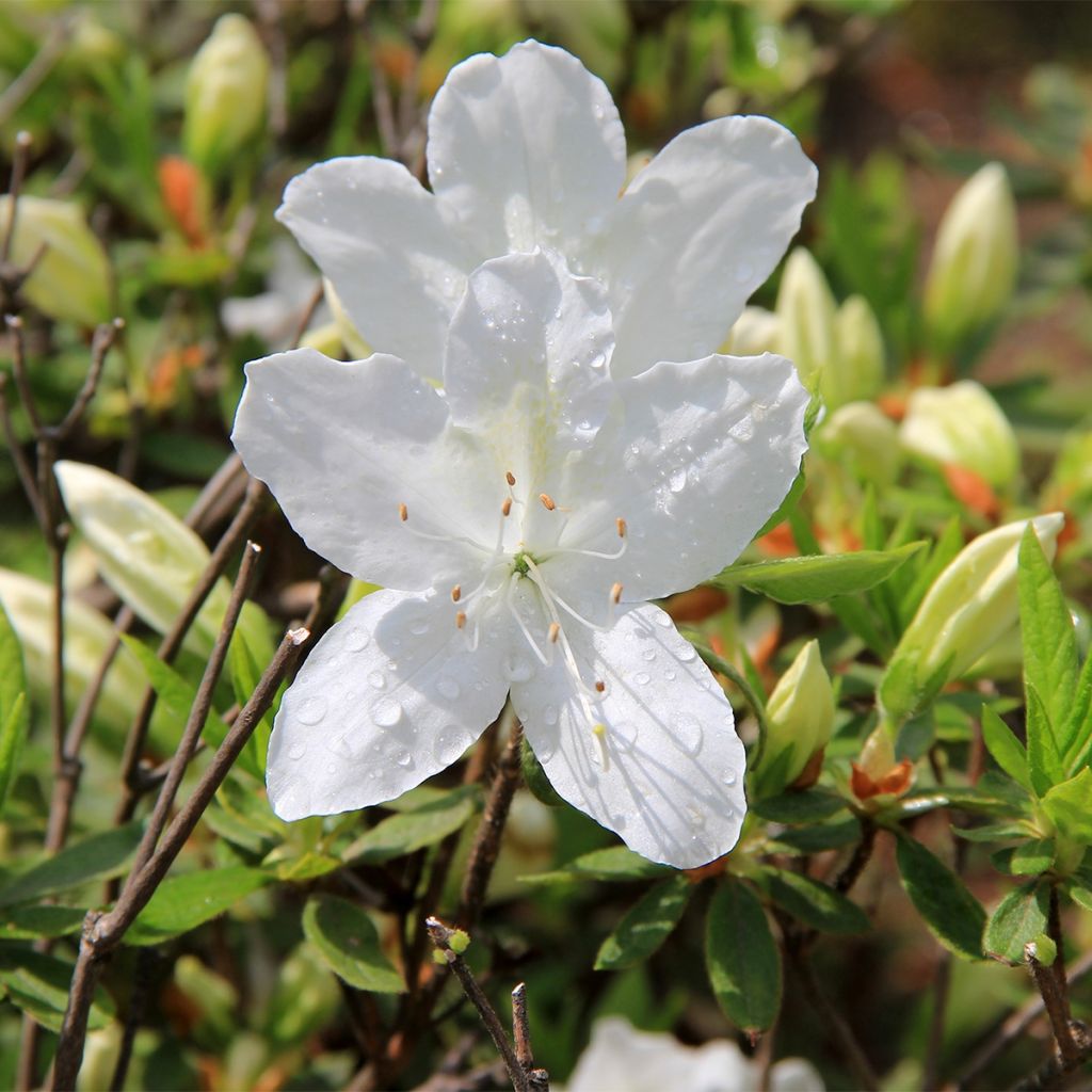 Japanische Azalee Luzi - Azalea