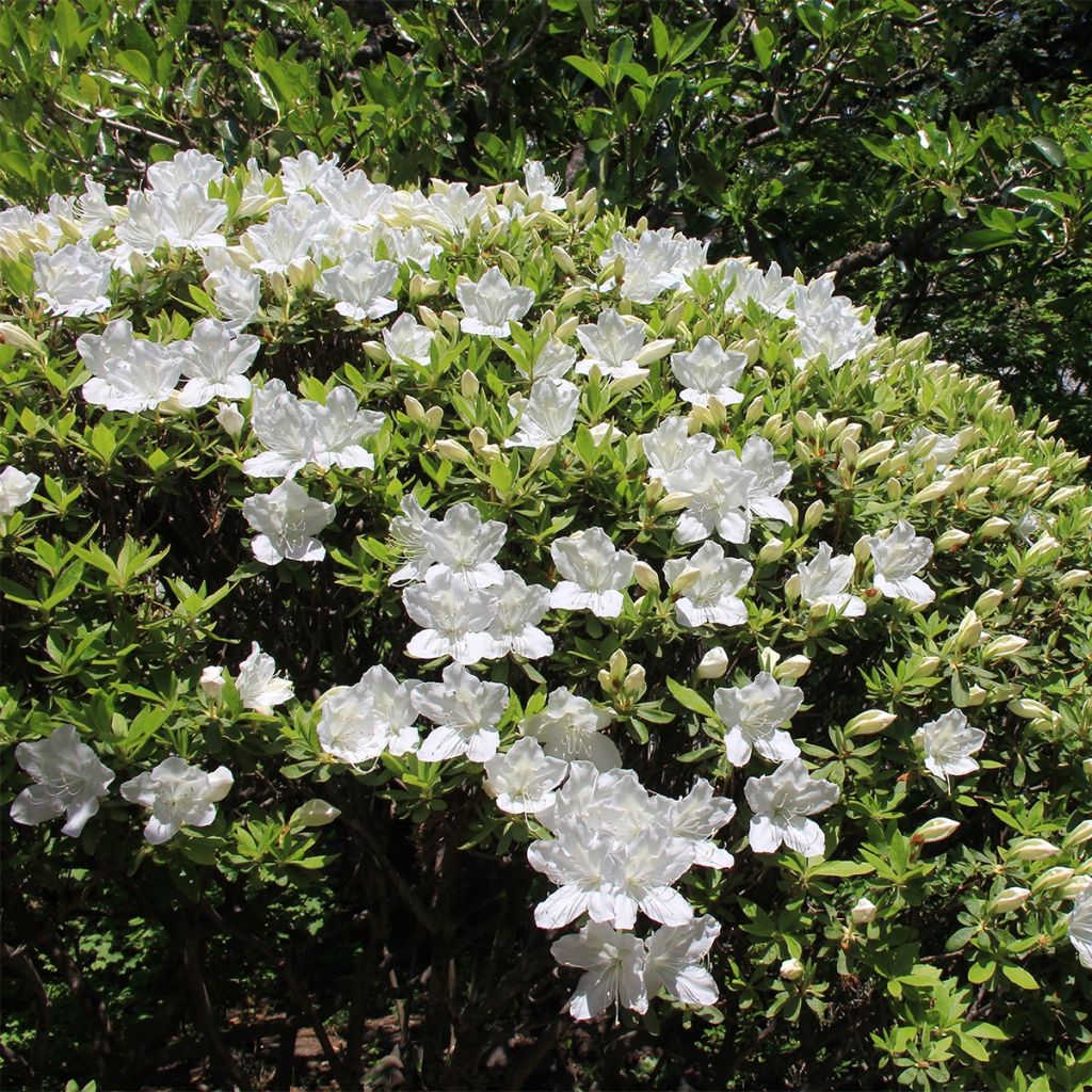 Japanische Azalee Luzi - Azalea