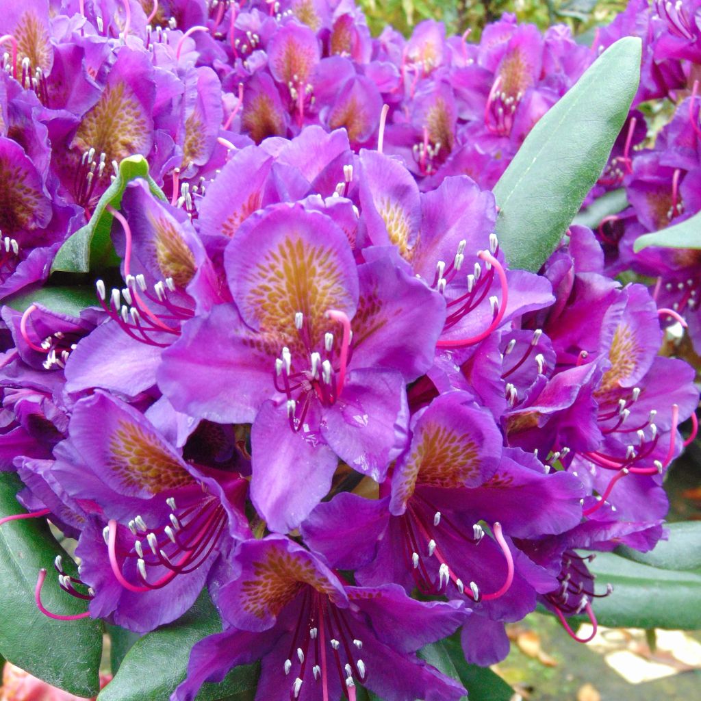 Rhododendron Marcel Ménard 