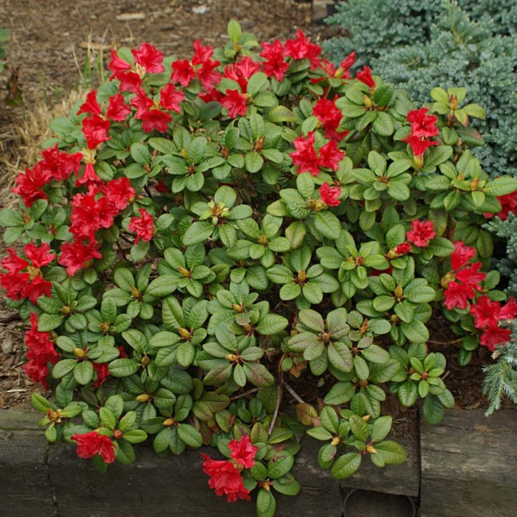 Rhododendron Scarlet Wonder - Rhododendron nain.