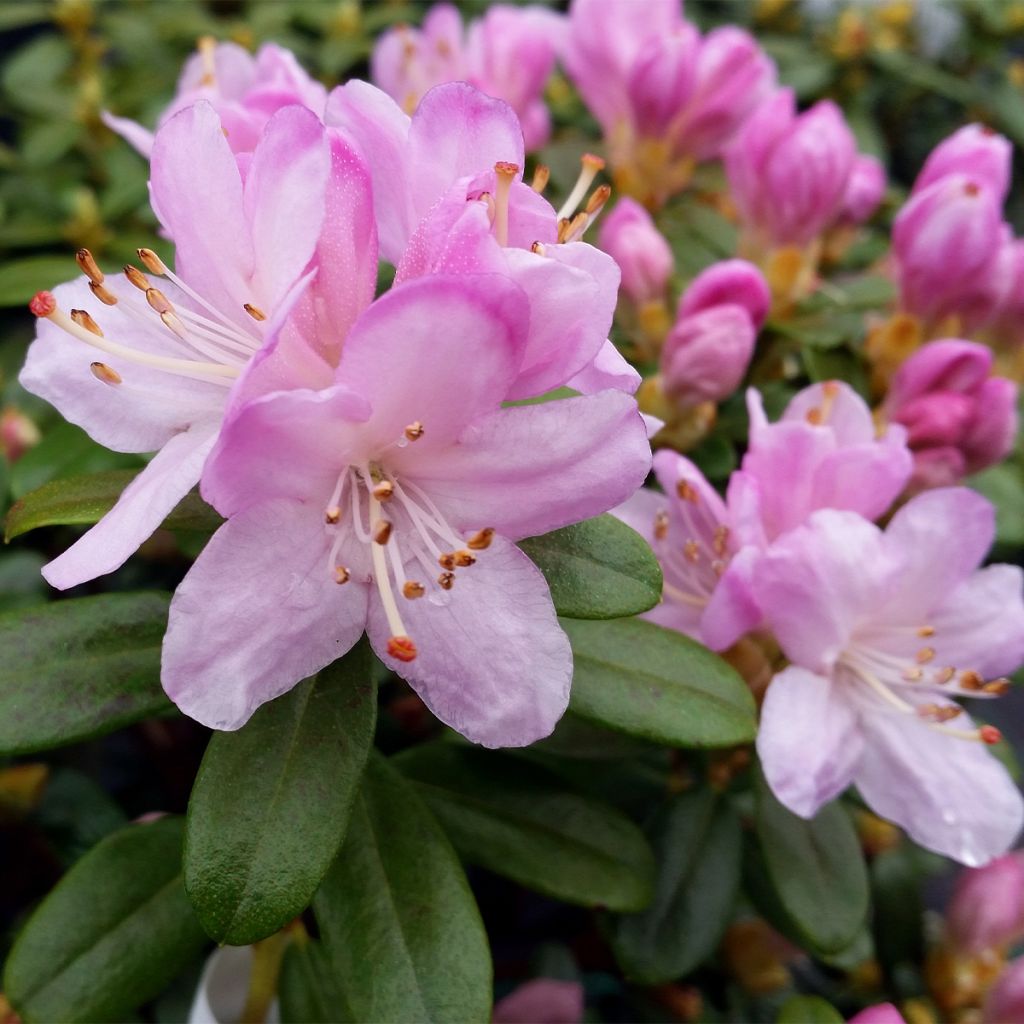 Rhododendron Snipe