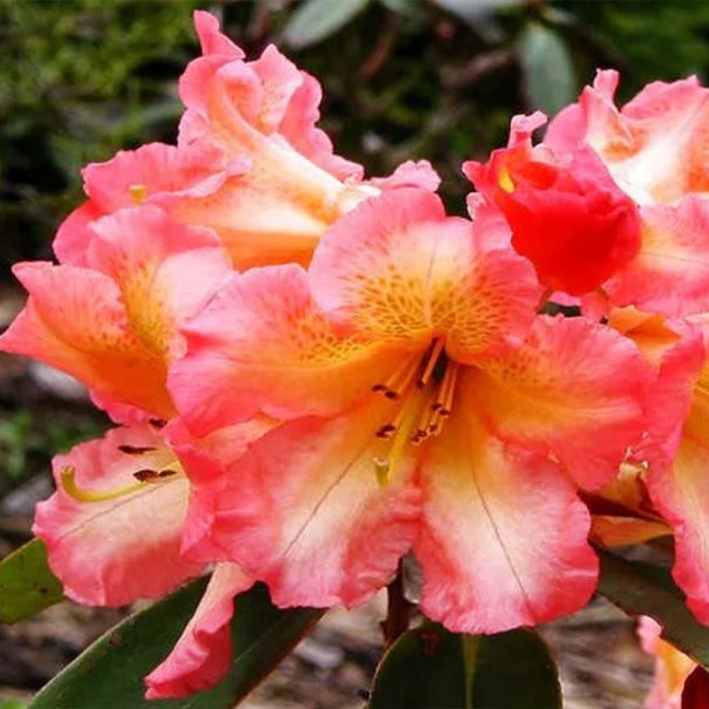 Rhododendron Sun Fire