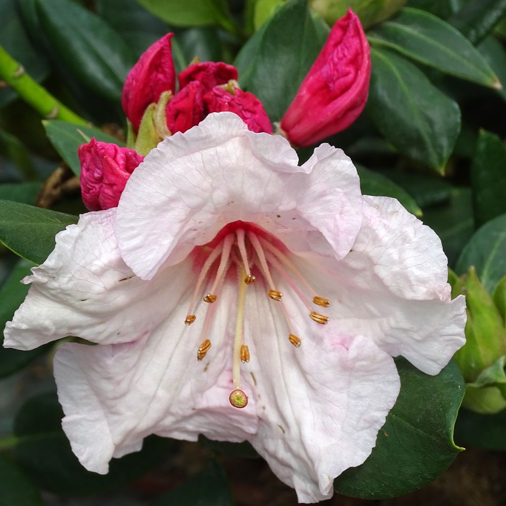 Rhododendron Virginia Richards