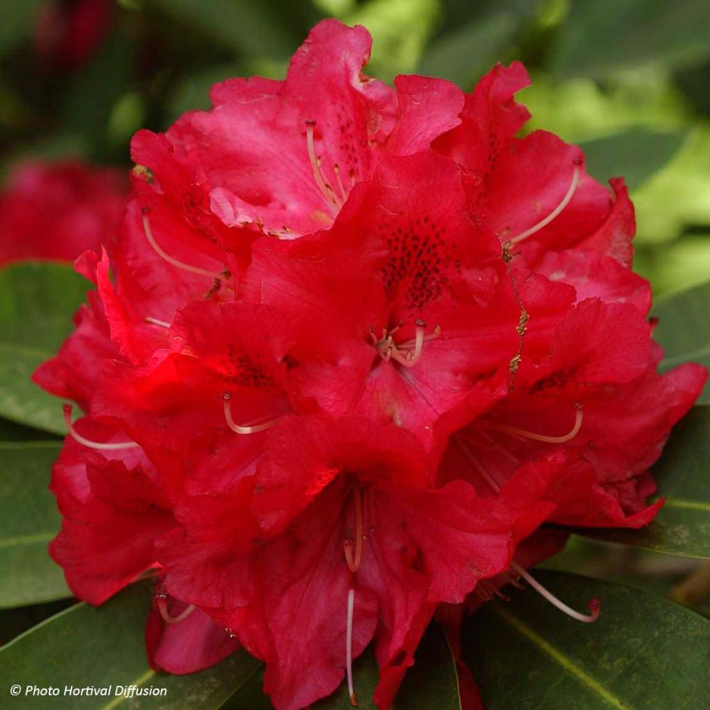 Rhododendron Wilgen's Ruby