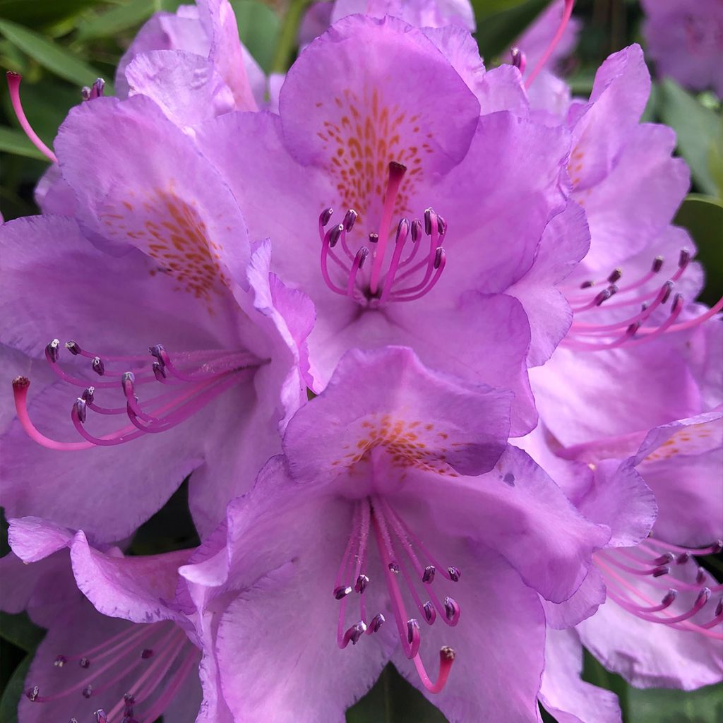 Rhododendron catawbiense Grandiflorum