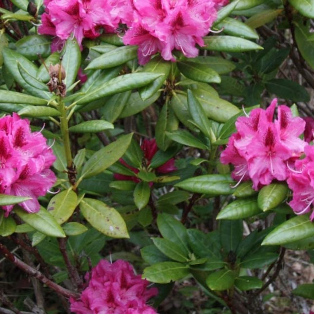 Rhododendron hybride Cosmopolitan