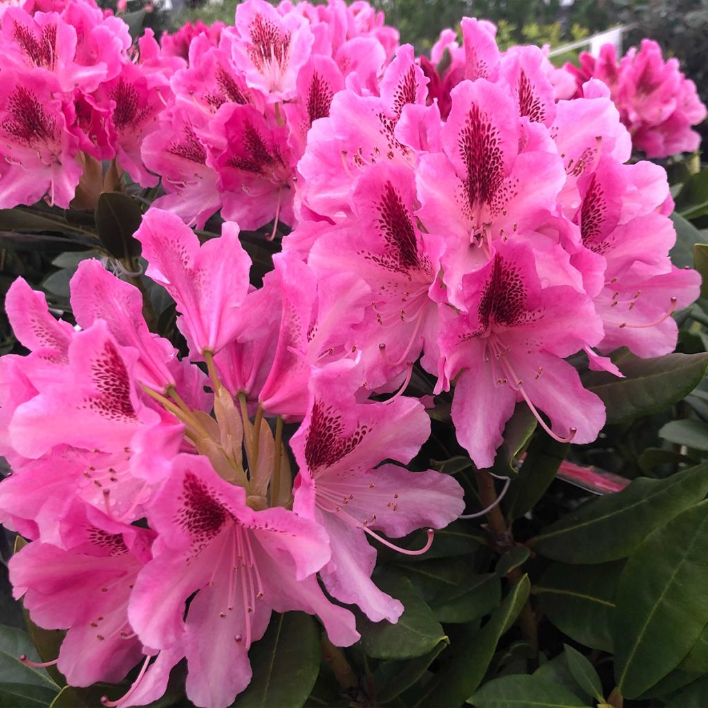 Rhododendron hybride Cosmopolitan