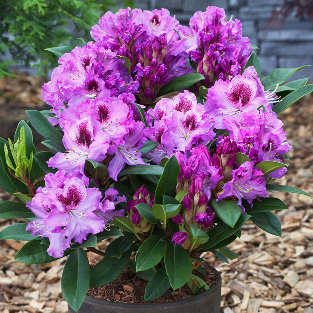 Rhododendron INKARHO® Easydendron Pfauenauge - Azalea