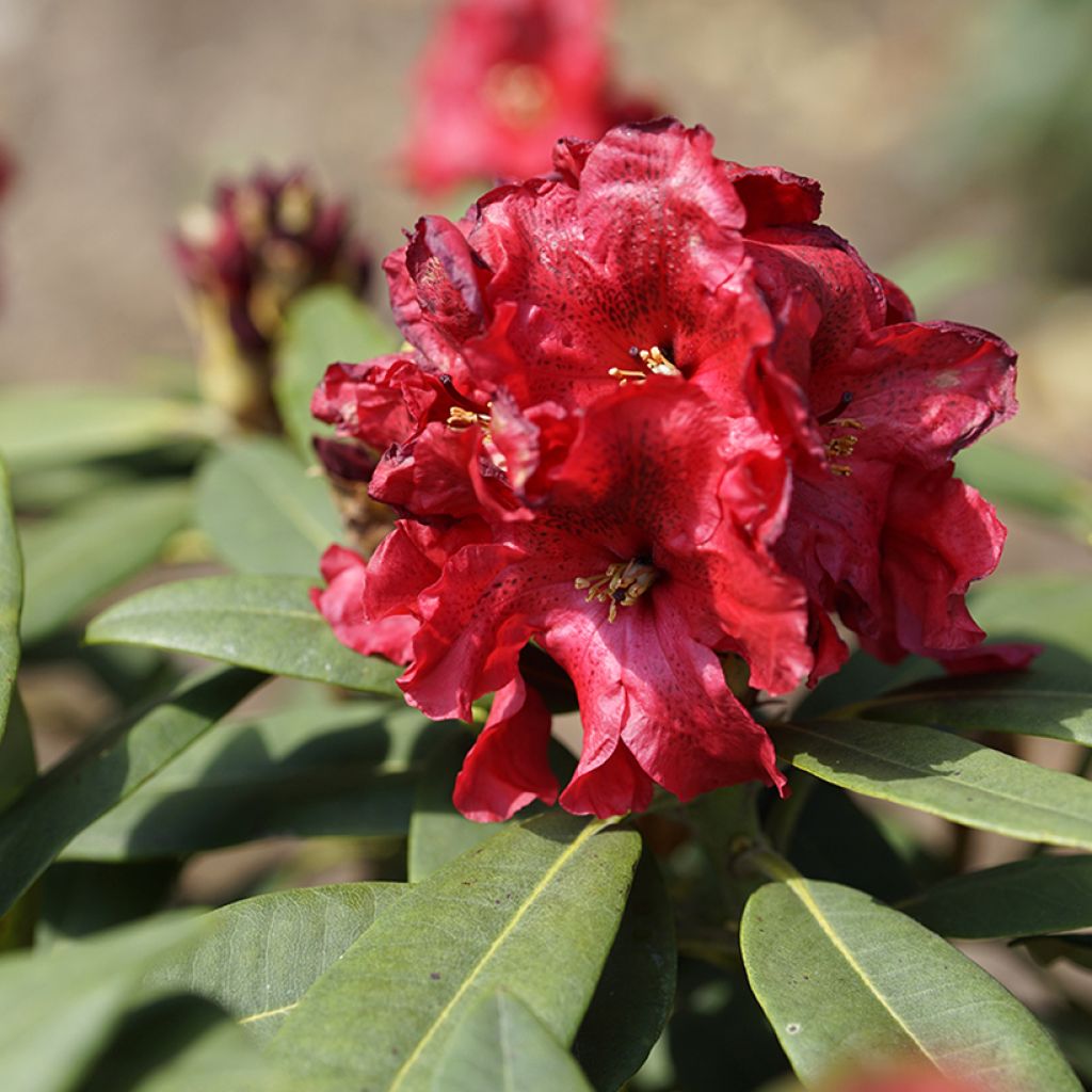 Rhododendron INKARHO® Rabatz - Rhododendron x griegsonianum