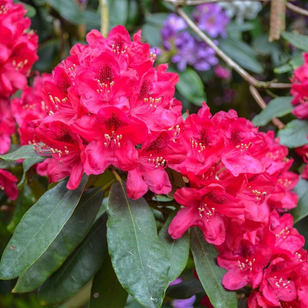 Rhododendron Lord Roberts